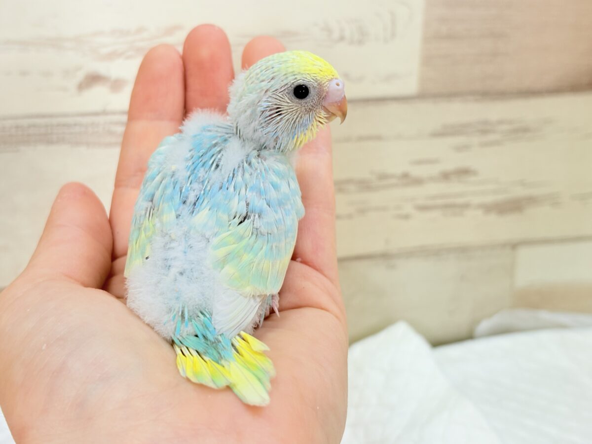 セキセイインコ
