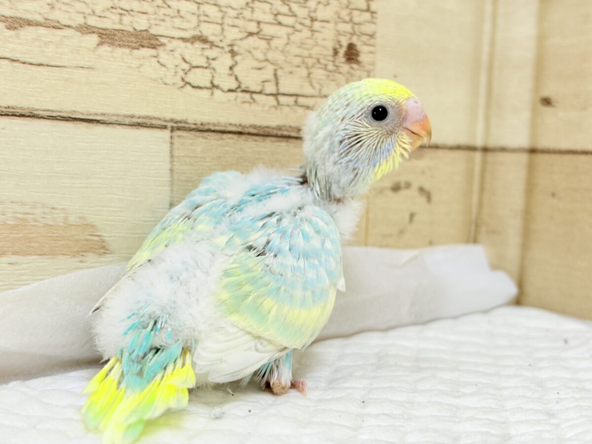 セキセイインコ