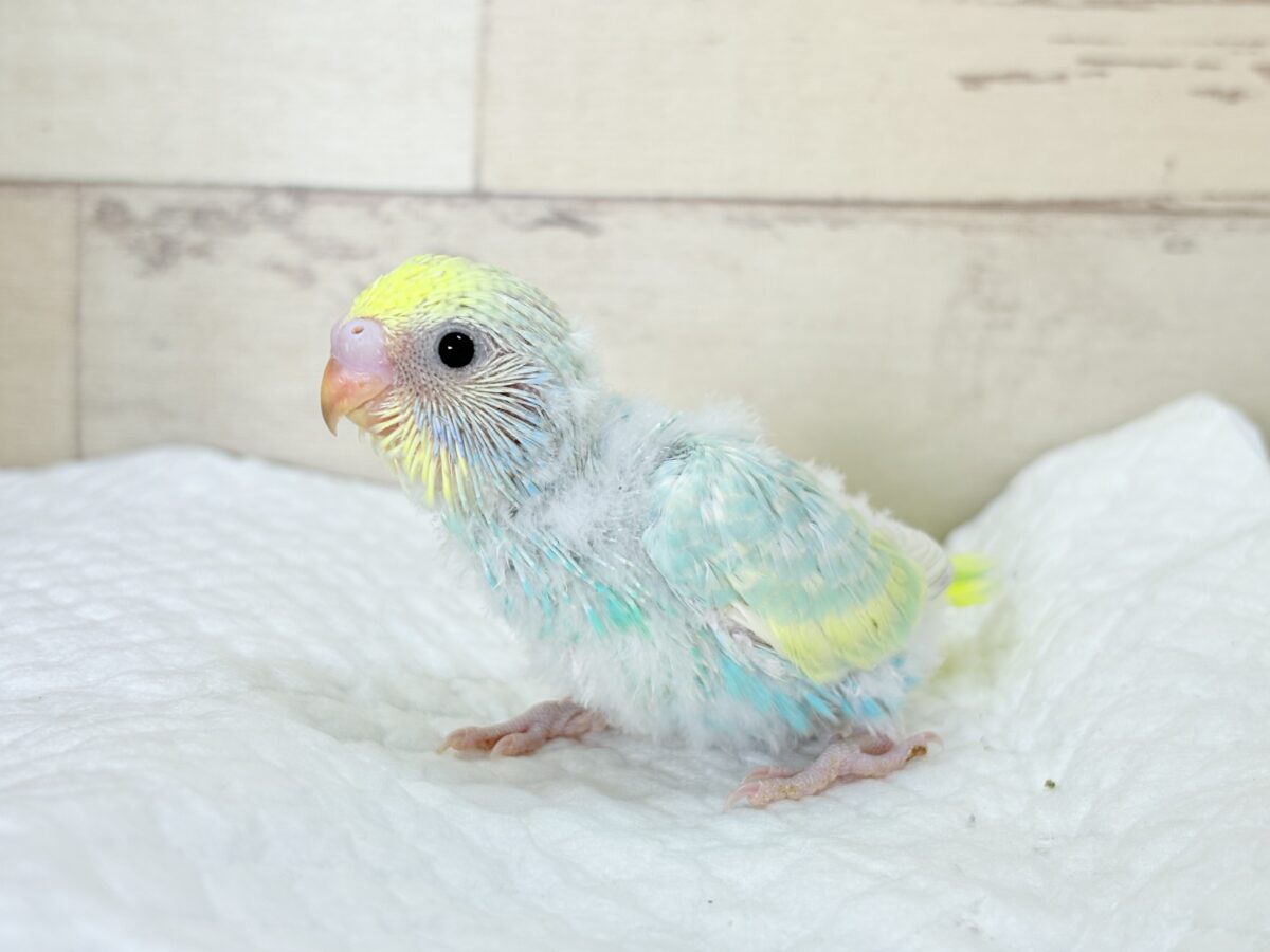 セキセイインコ