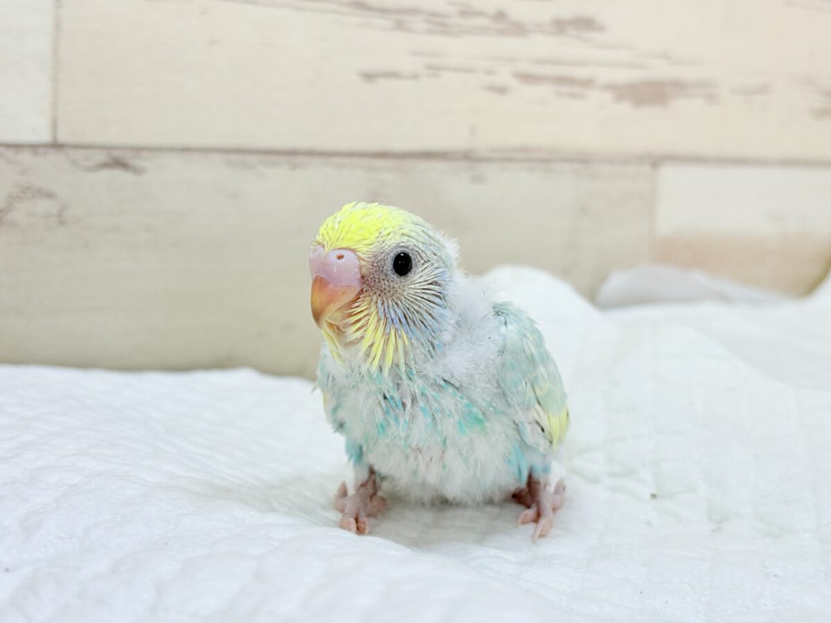 セキセイインコ