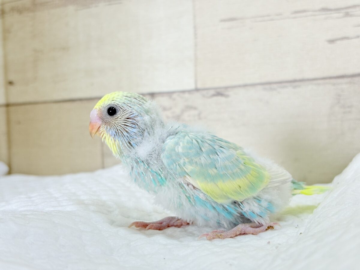 セキセイインコ