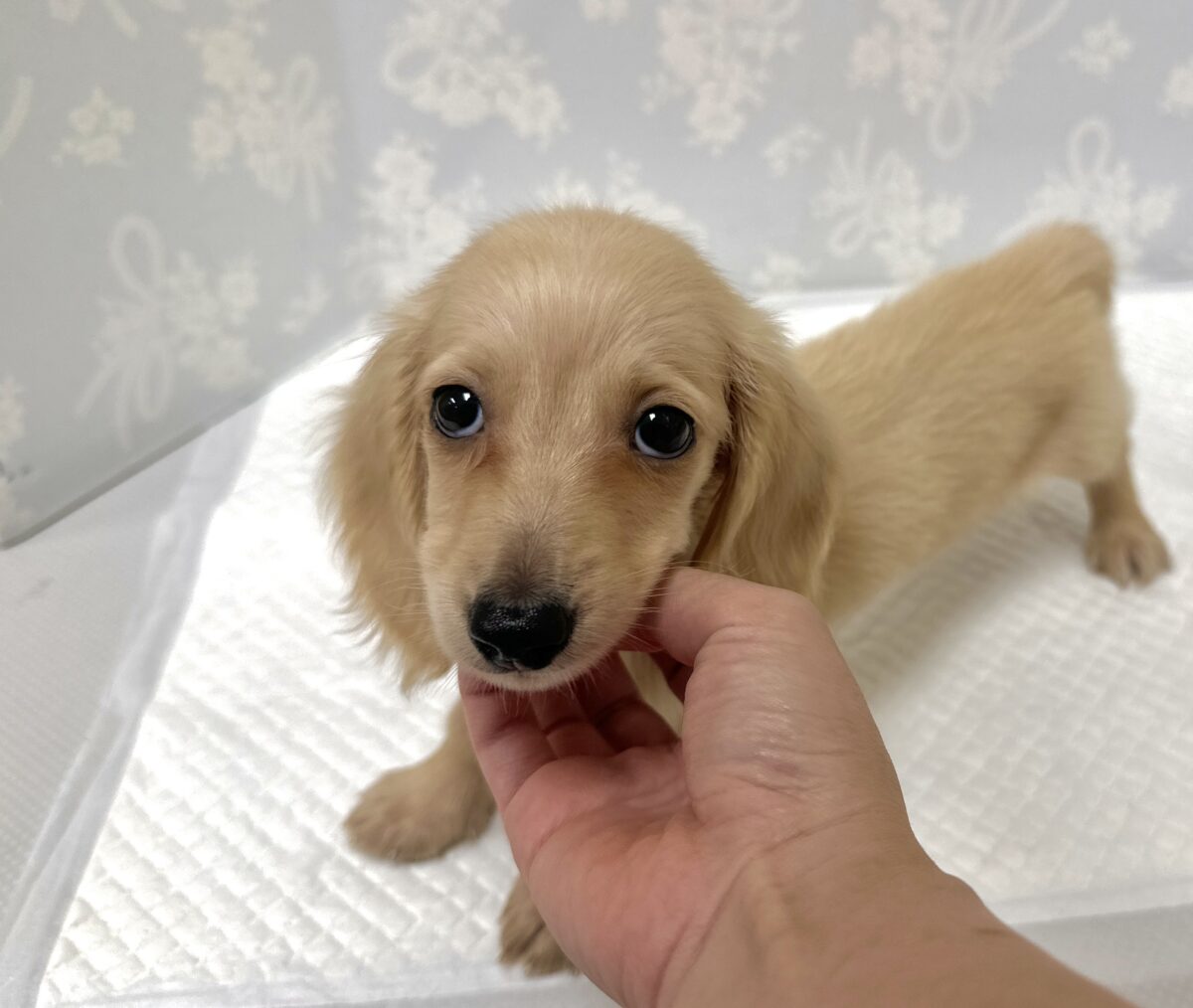 ミニチュアダックス