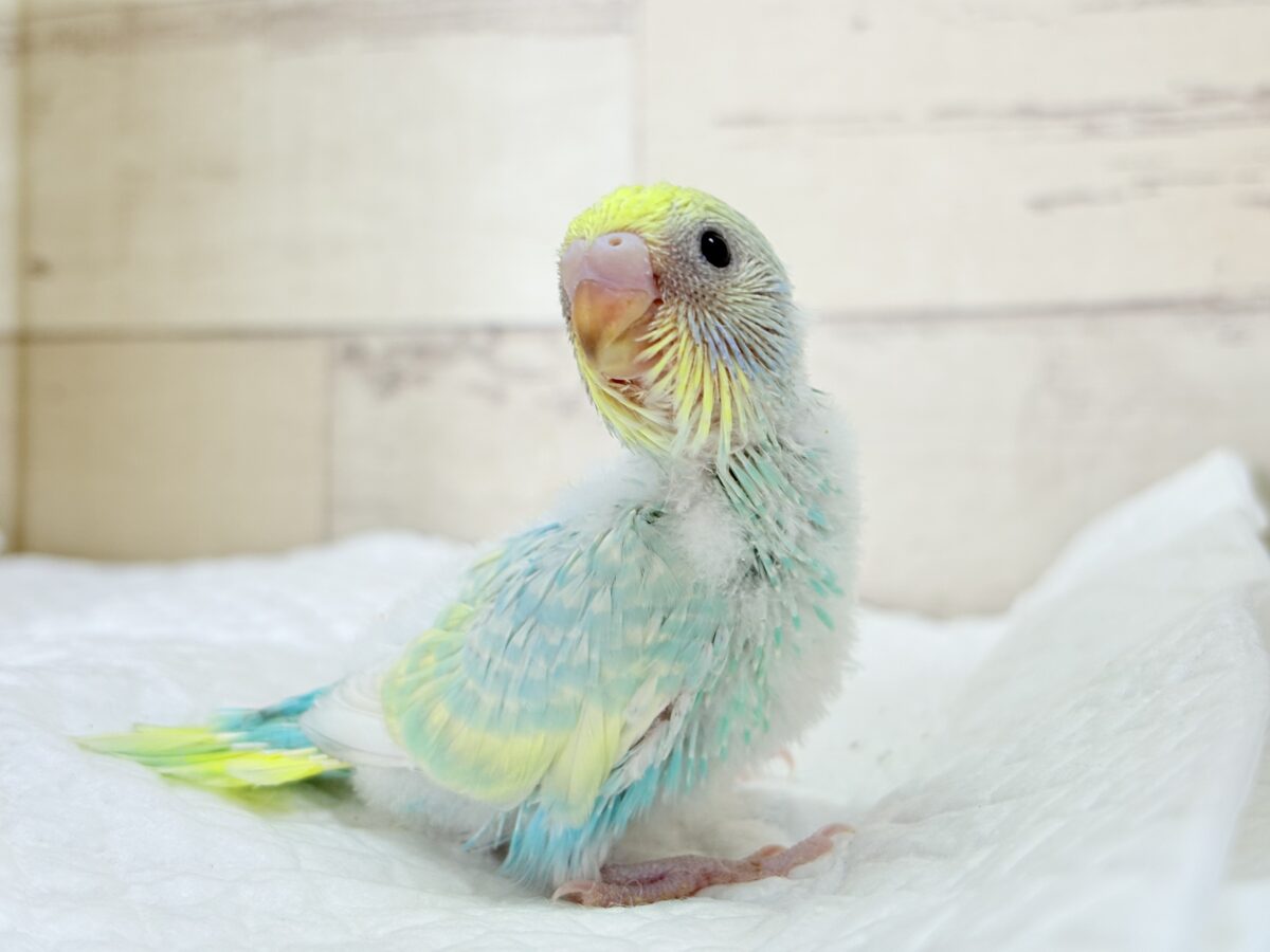 セキセイインコ