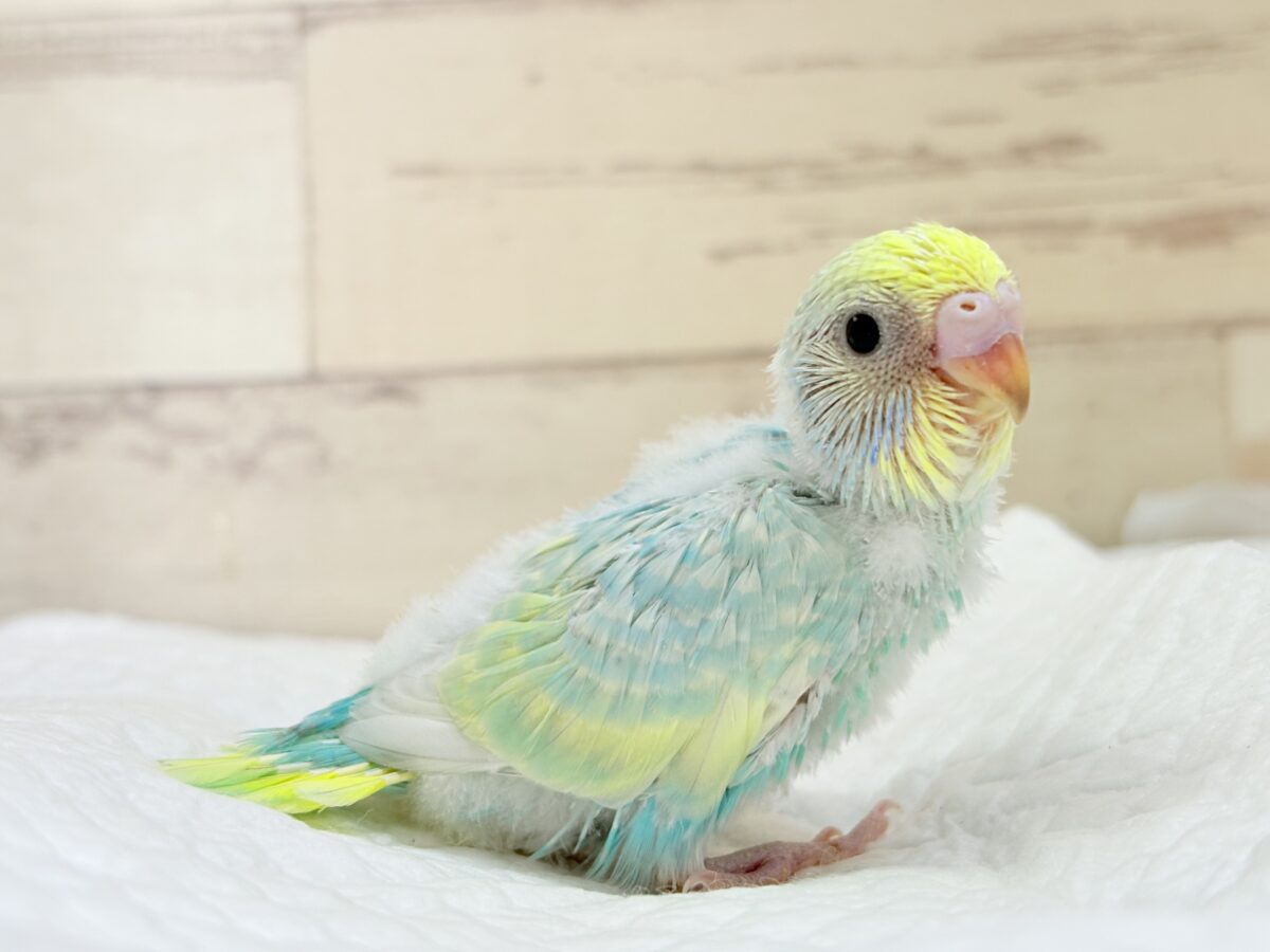 セキセイインコ