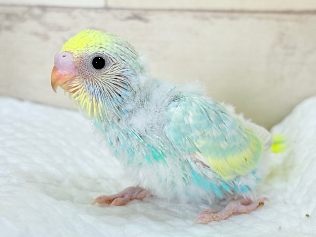 おめめきらきら✨セキセイインコ(パステルレインボー) ヒナ