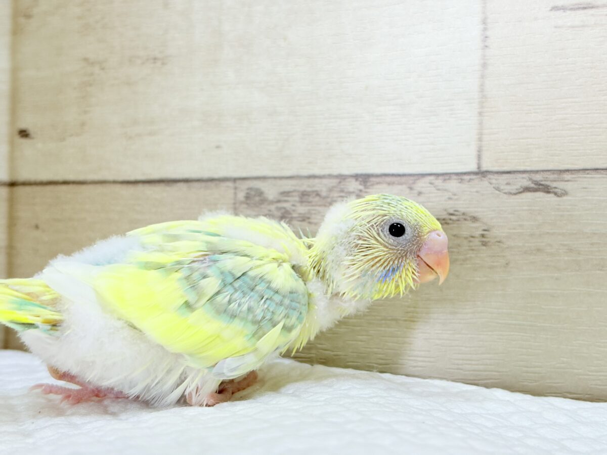 セキセイインコ