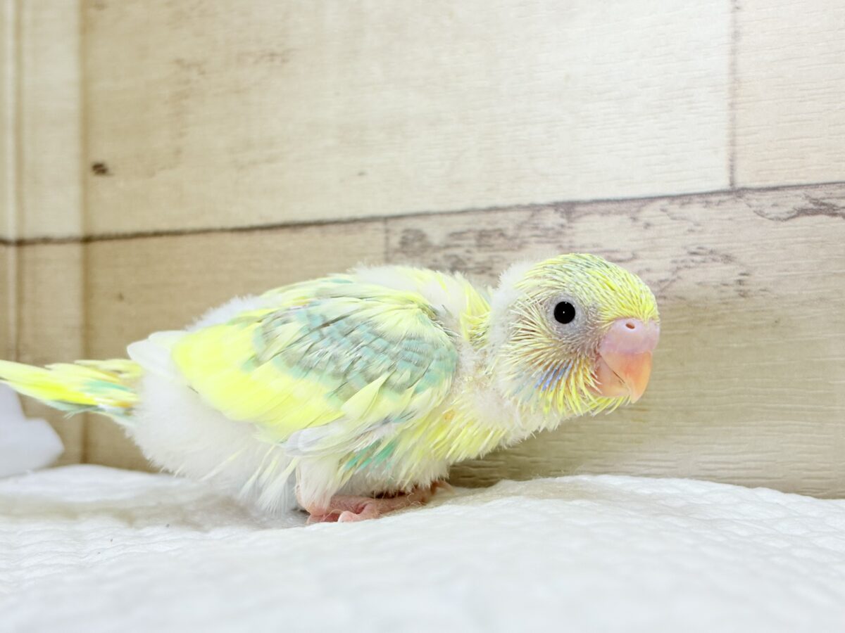 セキセイインコ