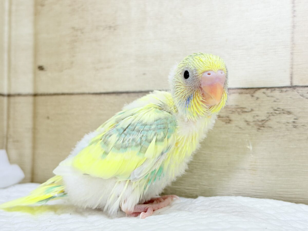 セキセイインコ
