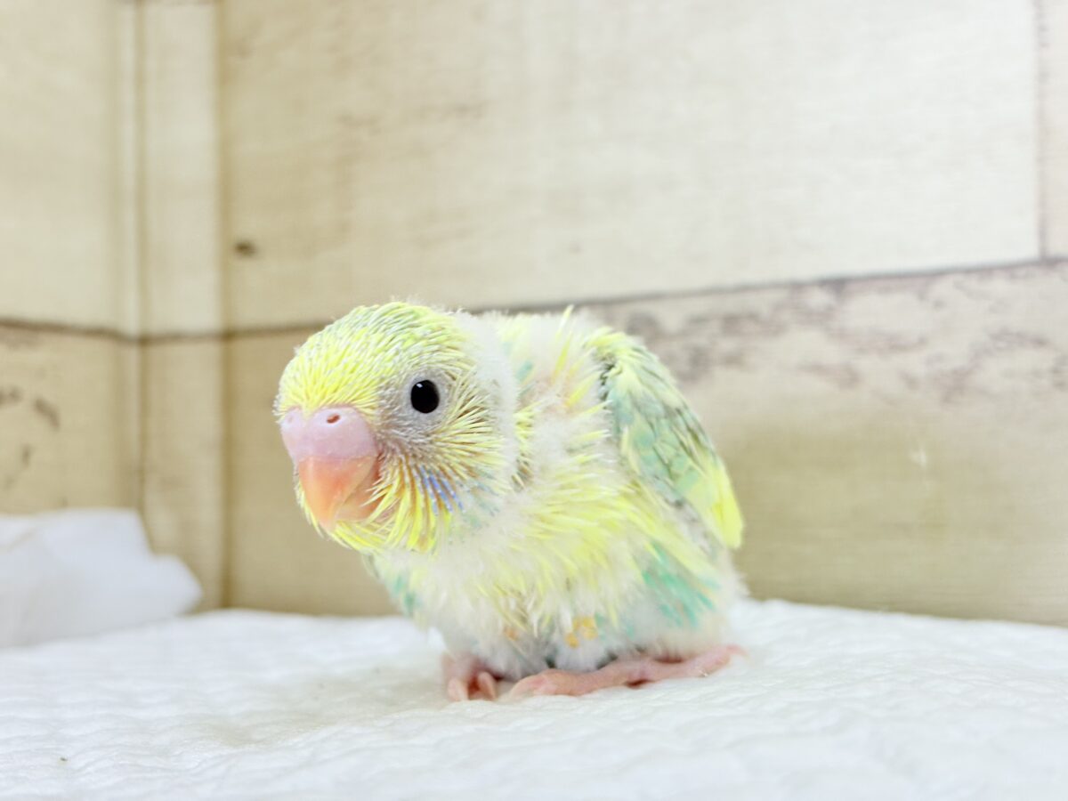セキセイインコ