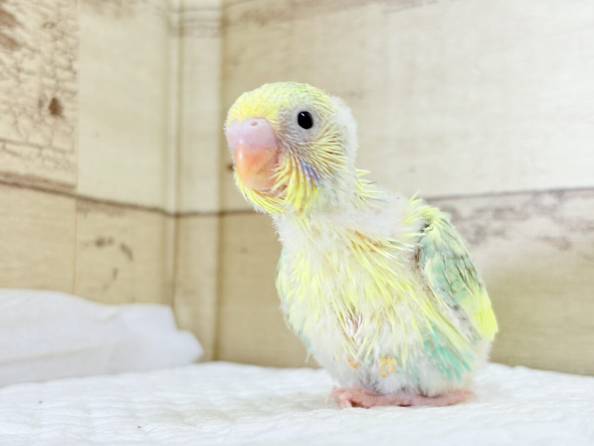 セキセイインコ