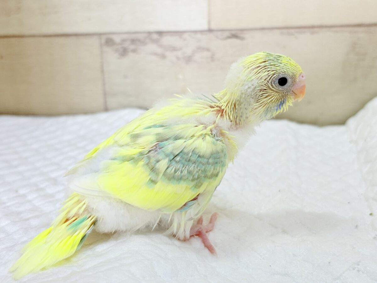 セキセイインコ