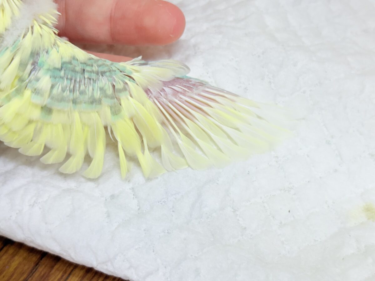 セキセイインコ