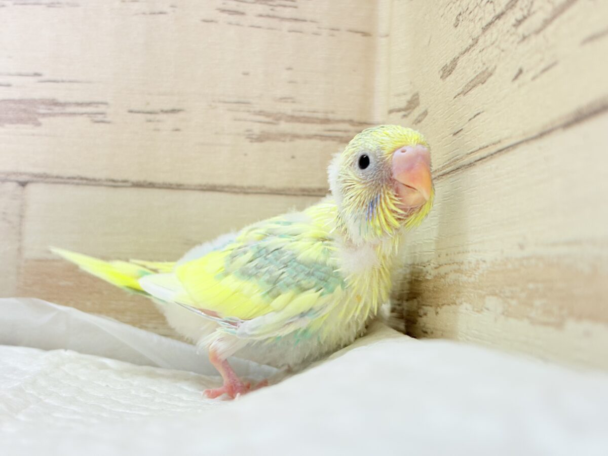 セキセイインコ