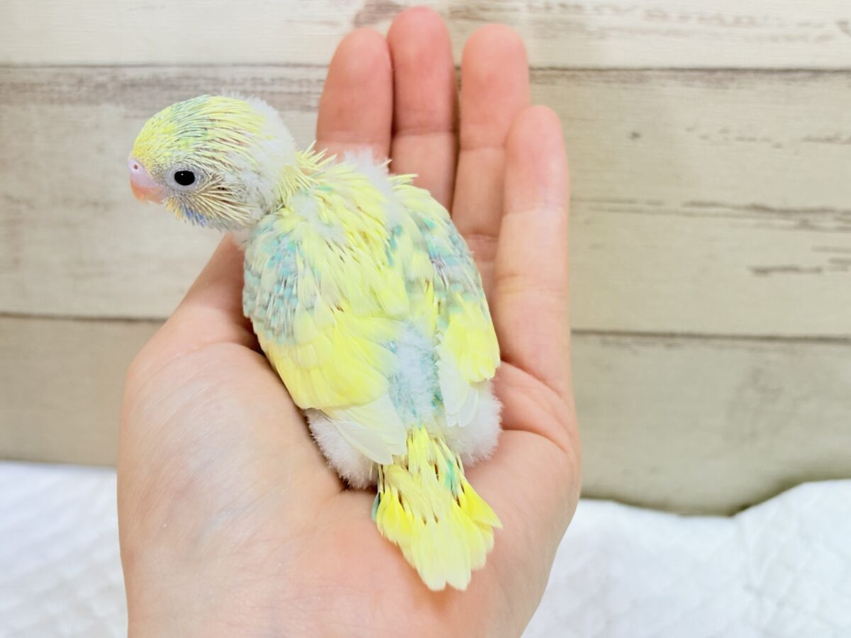 セキセイインコ
