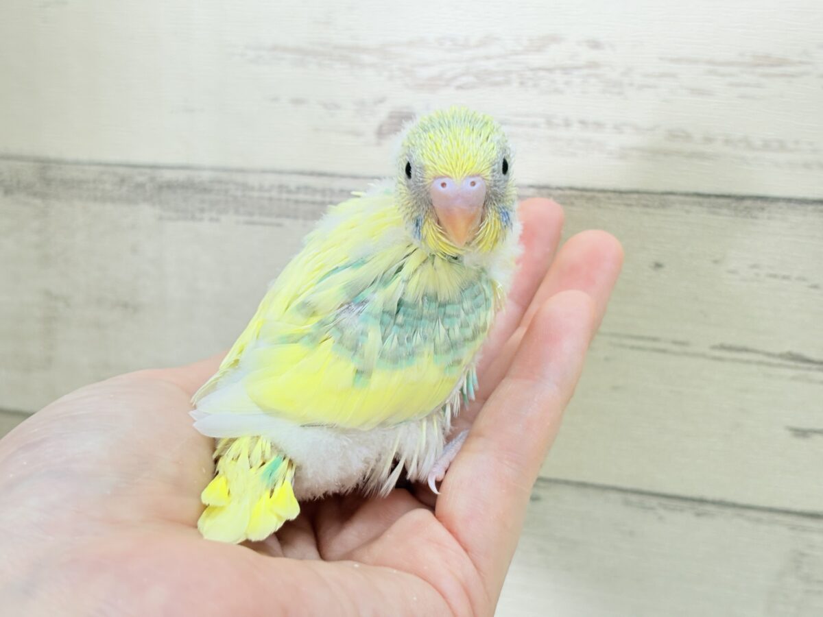 セキセイインコ
