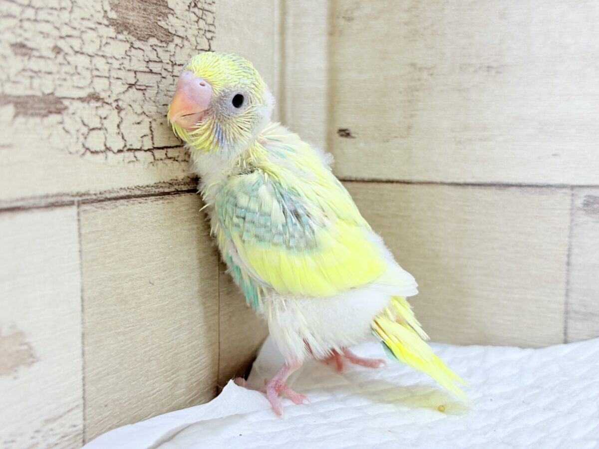 セキセイインコ
