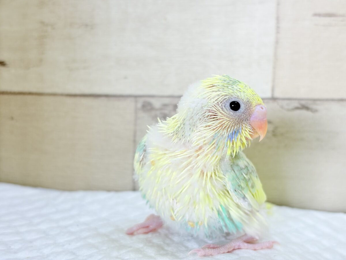 セキセイインコ