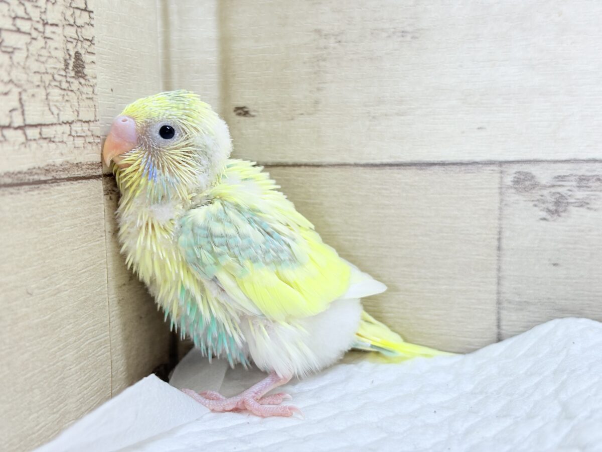 セキセイインコ