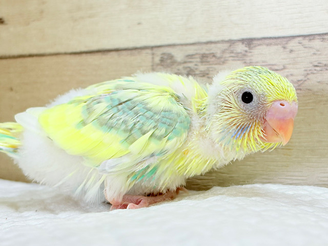 ホイップ多め🍦レモンケーキみたいな子🐣🧁セキセイインコ(パステルカラーレインボーパイド) ヒナ