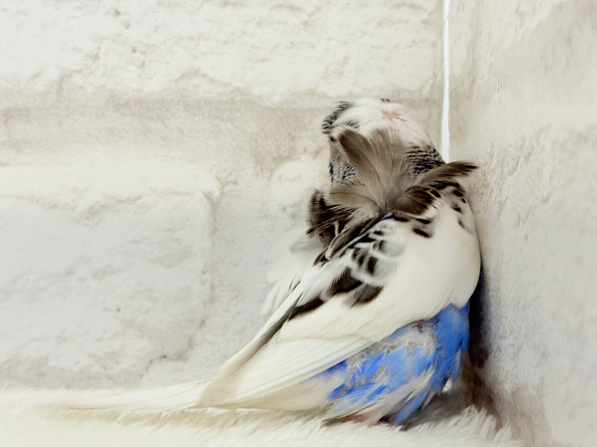 梵天セキセイインコ