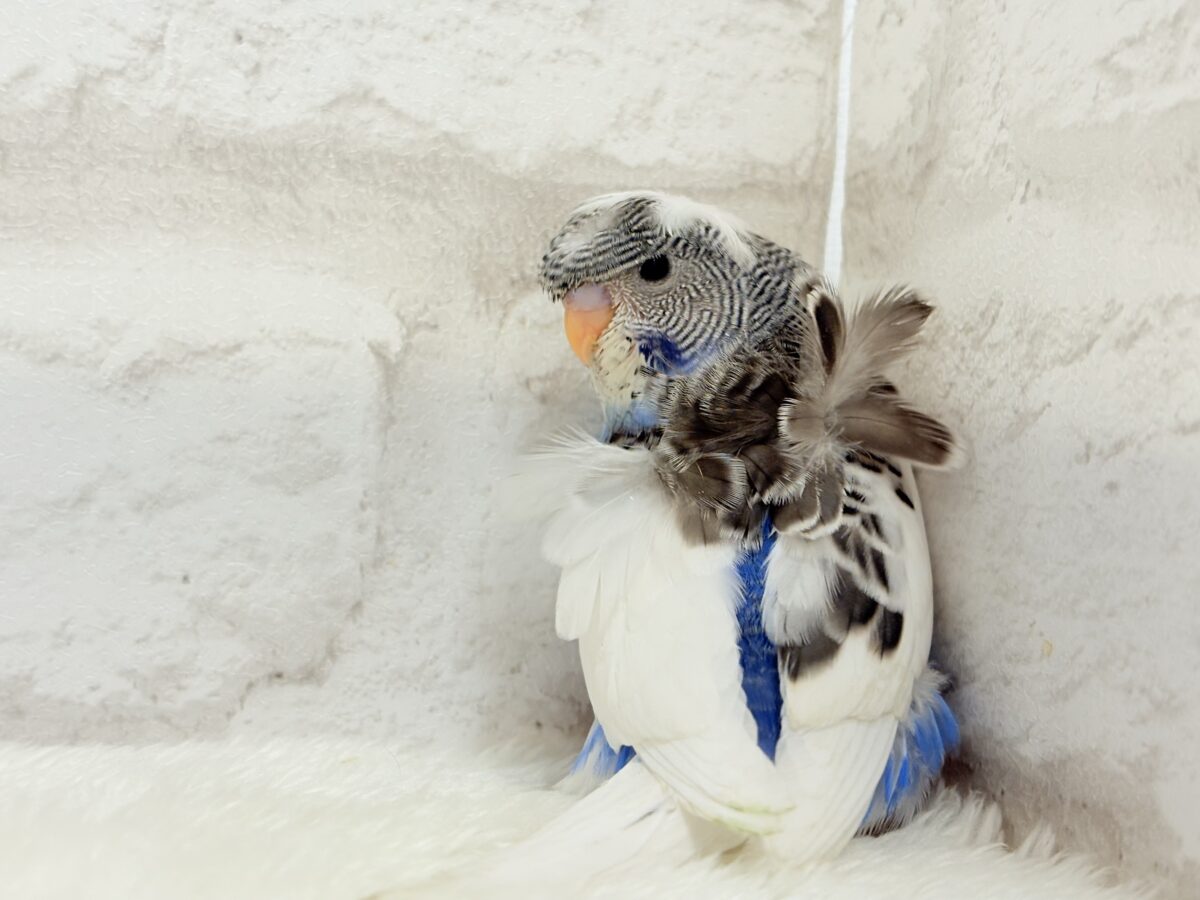 魅力ありすぎ🐣✨注目です💖梵天セキセイインコ(パイド) ヒナ 梵天セキセイインコ