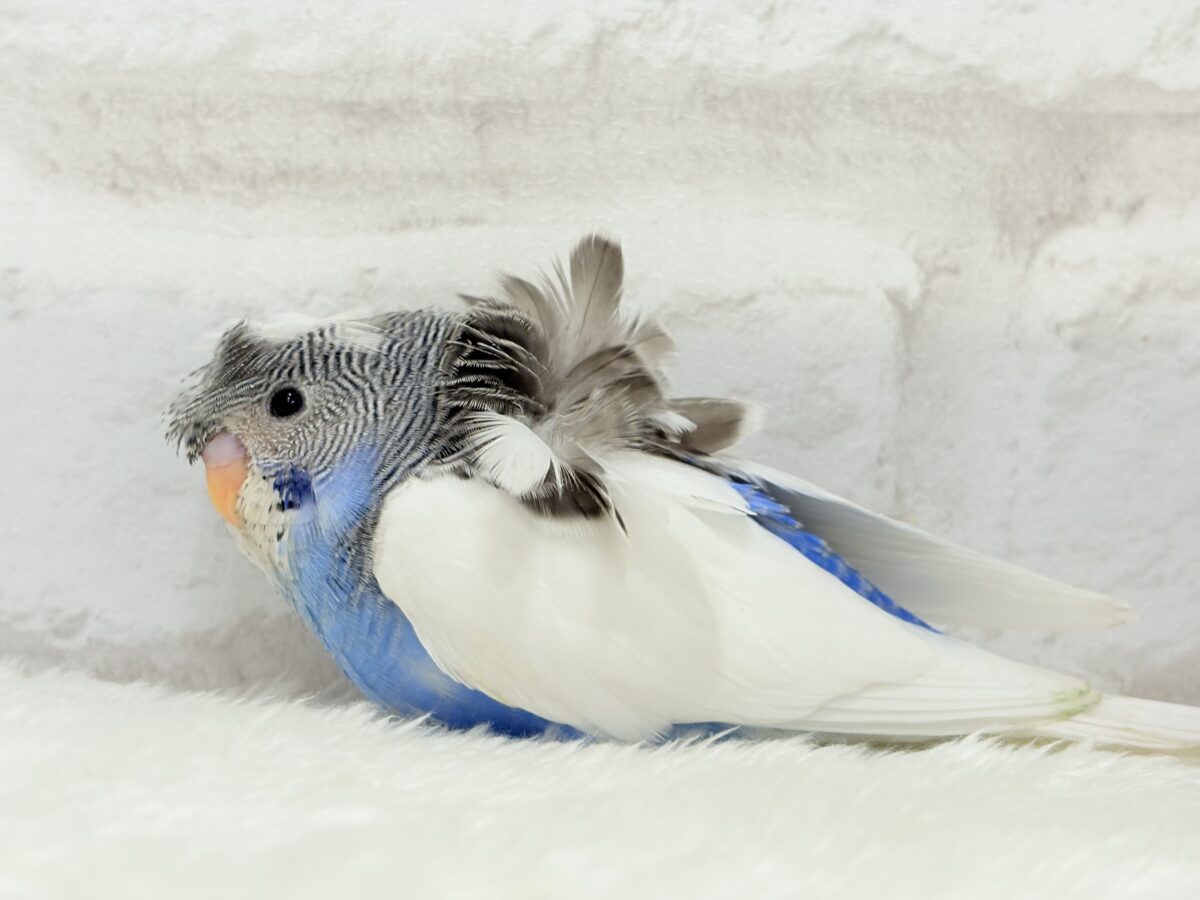 梵天セキセイインコ