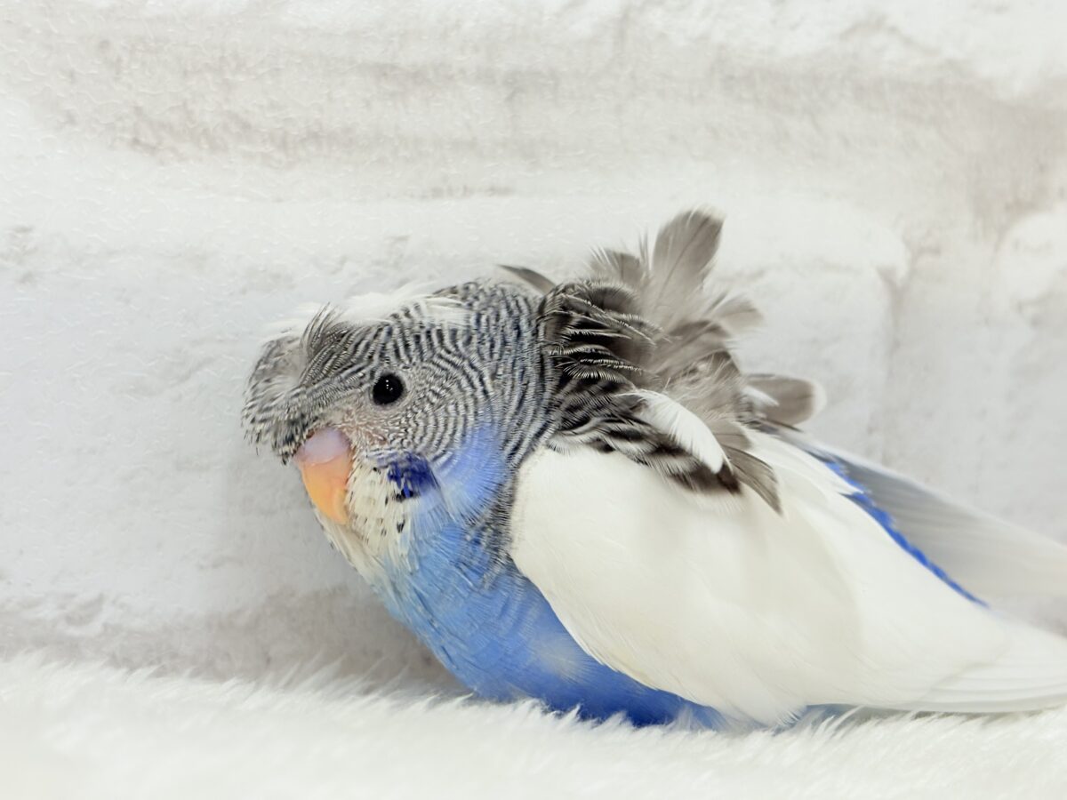 魅力ありすぎ🐣✨注目です💖梵天セキセイインコ(パイド) ヒナ 梵天セキセイインコ