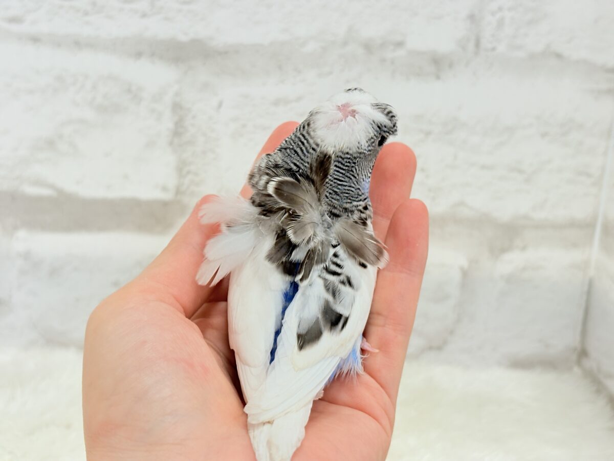 梵天セキセイインコ