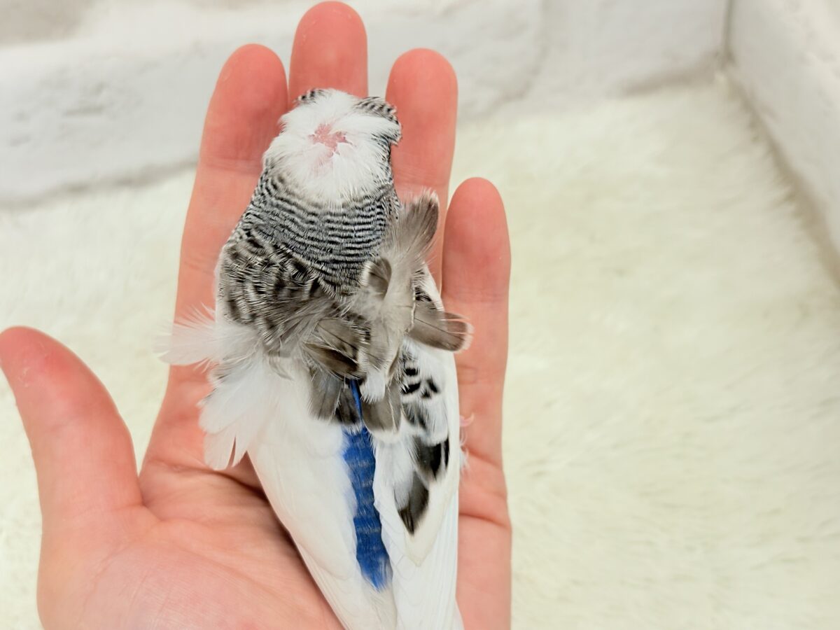 梵天セキセイインコ