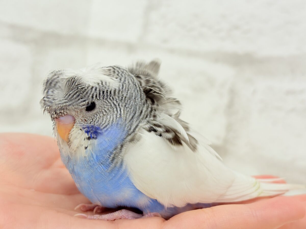 魅力ありすぎ🐣✨注目です💖梵天セキセイインコ(パイド) ヒナ 梵天セキセイインコ
