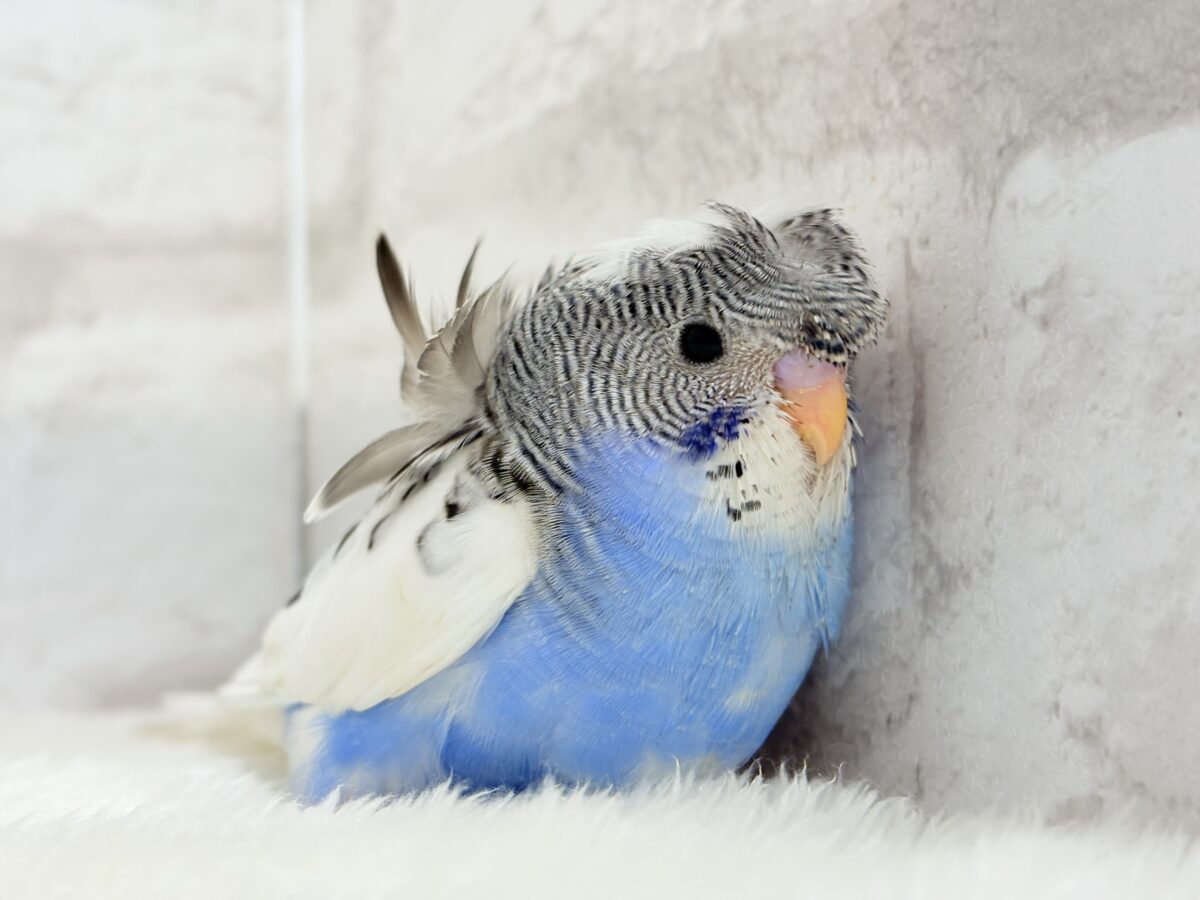 梵天セキセイインコ