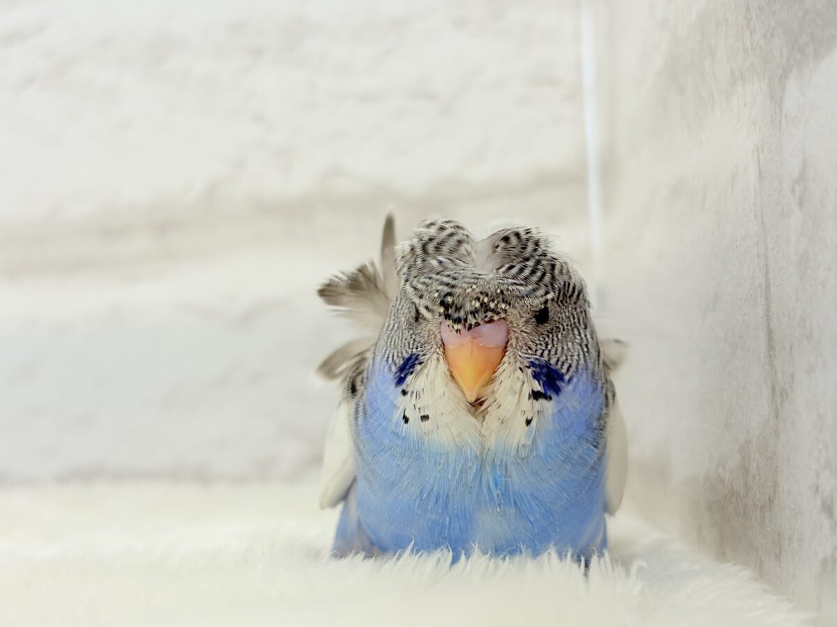 梵天セキセイインコ