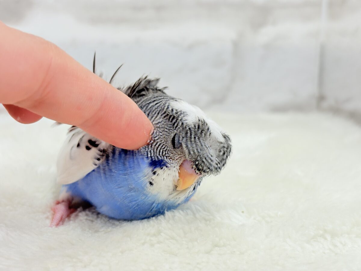 魅力ありすぎ🐣✨注目です💖梵天セキセイインコ(パイド) ヒナ 梵天セキセイインコ