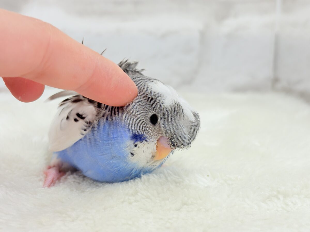梵天セキセイインコ