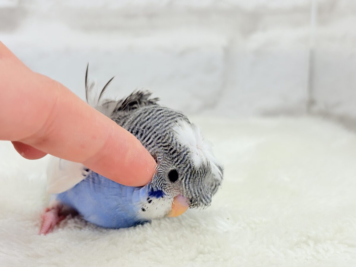 梵天セキセイインコ