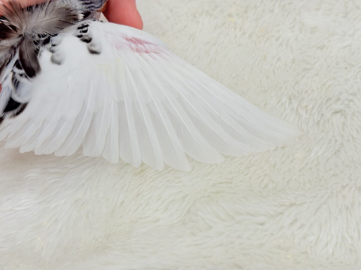 魅力ありすぎ🐣✨注目です💖梵天セキセイインコ(パイド) ヒナ 梵天セキセイインコ