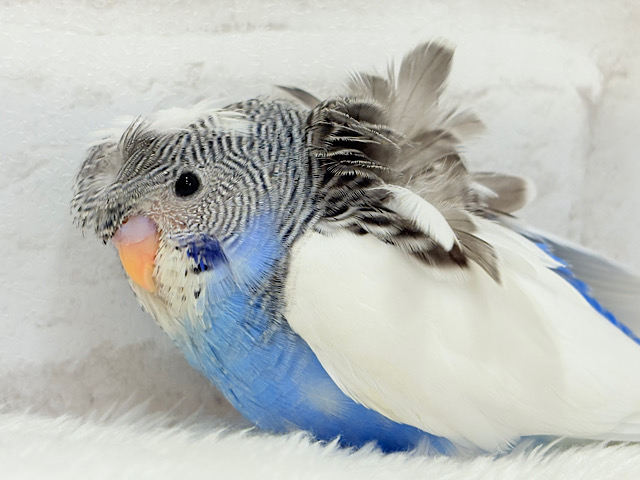 魅力ありすぎ🐣✨注目です💖梵天セキセイインコ(パイド) ヒナ 魅力ありすぎ🐣✨注目です💖梵天セキセイインコ(パイド) ヒナ