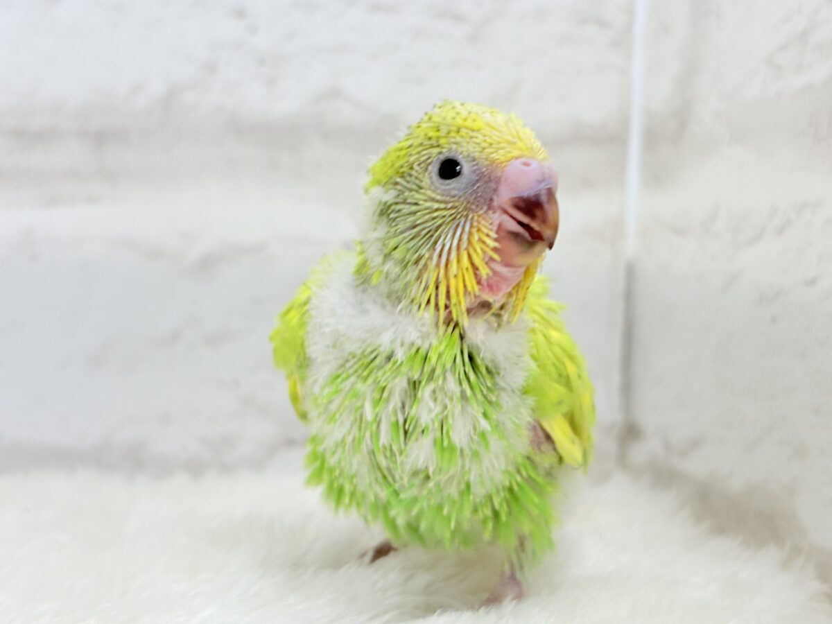 セキセイインコ