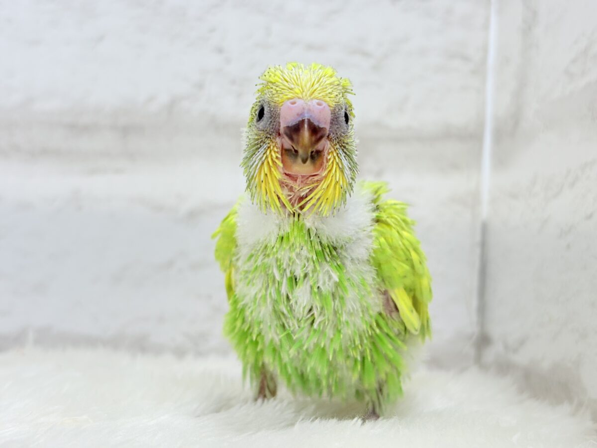 セキセイインコ