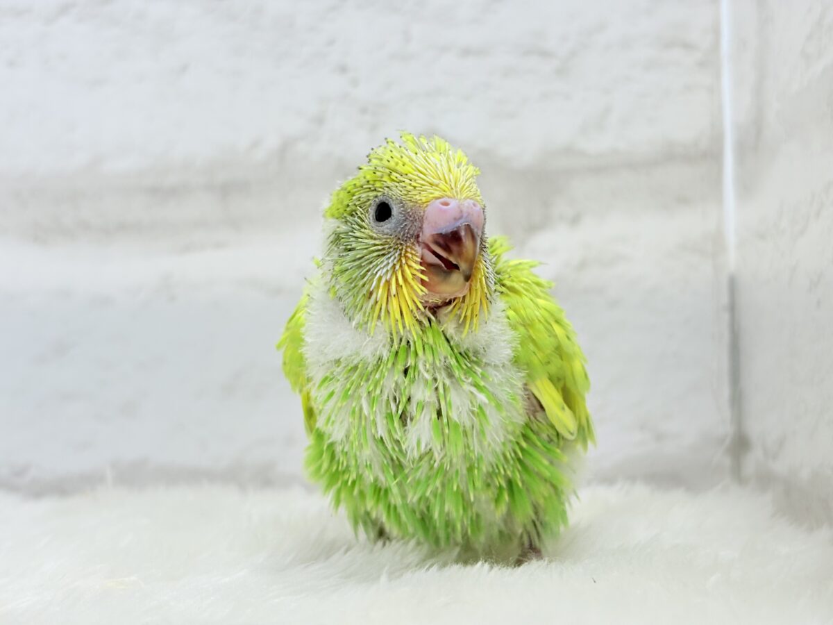 セキセイインコ