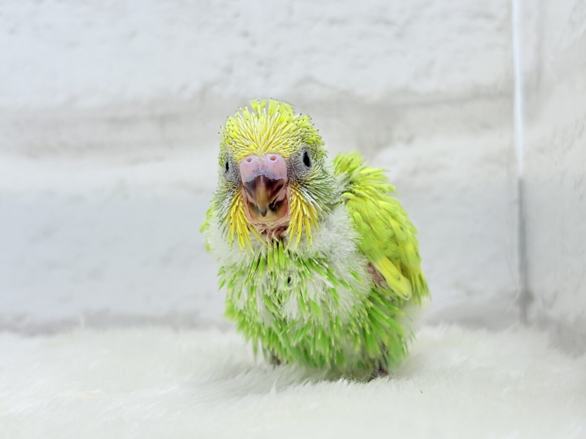 セキセイインコ