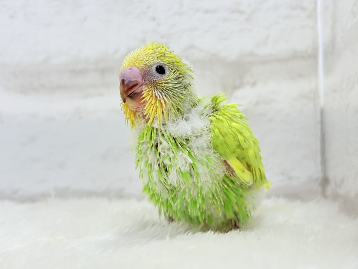 セキセイインコ