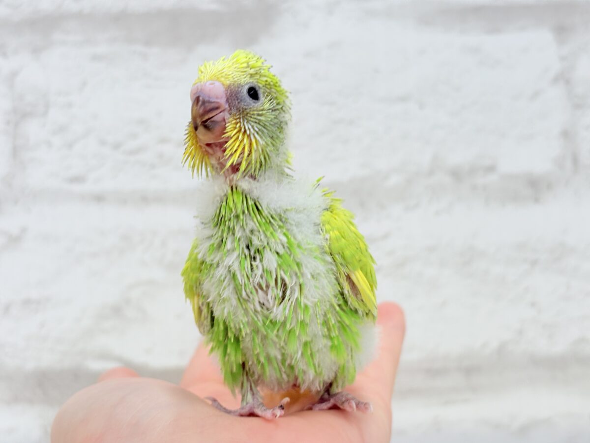 セキセイインコ