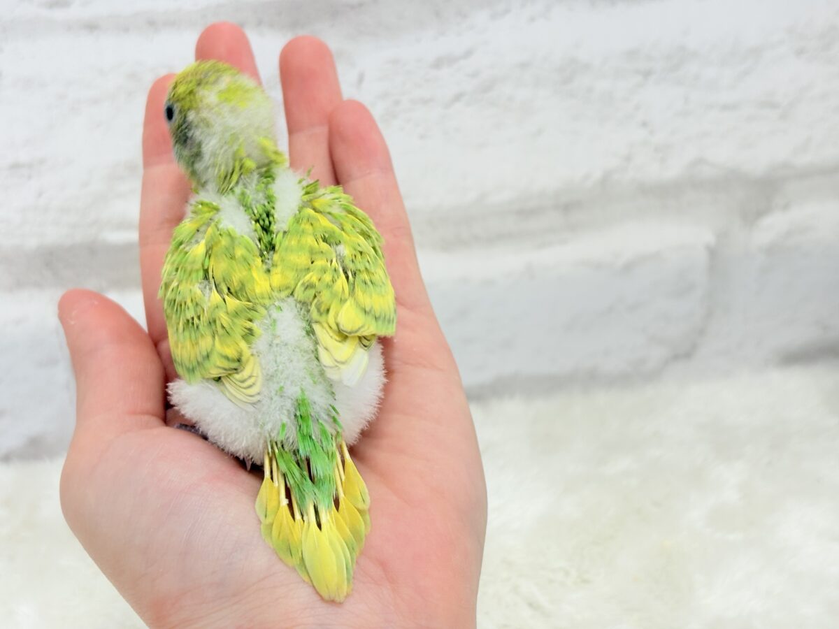 セキセイインコ