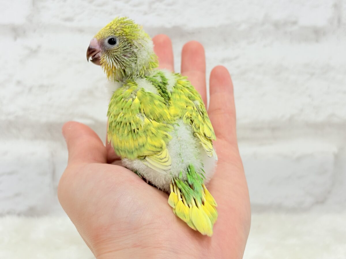 セキセイインコ