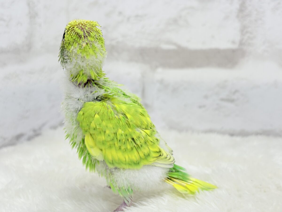 セキセイインコ