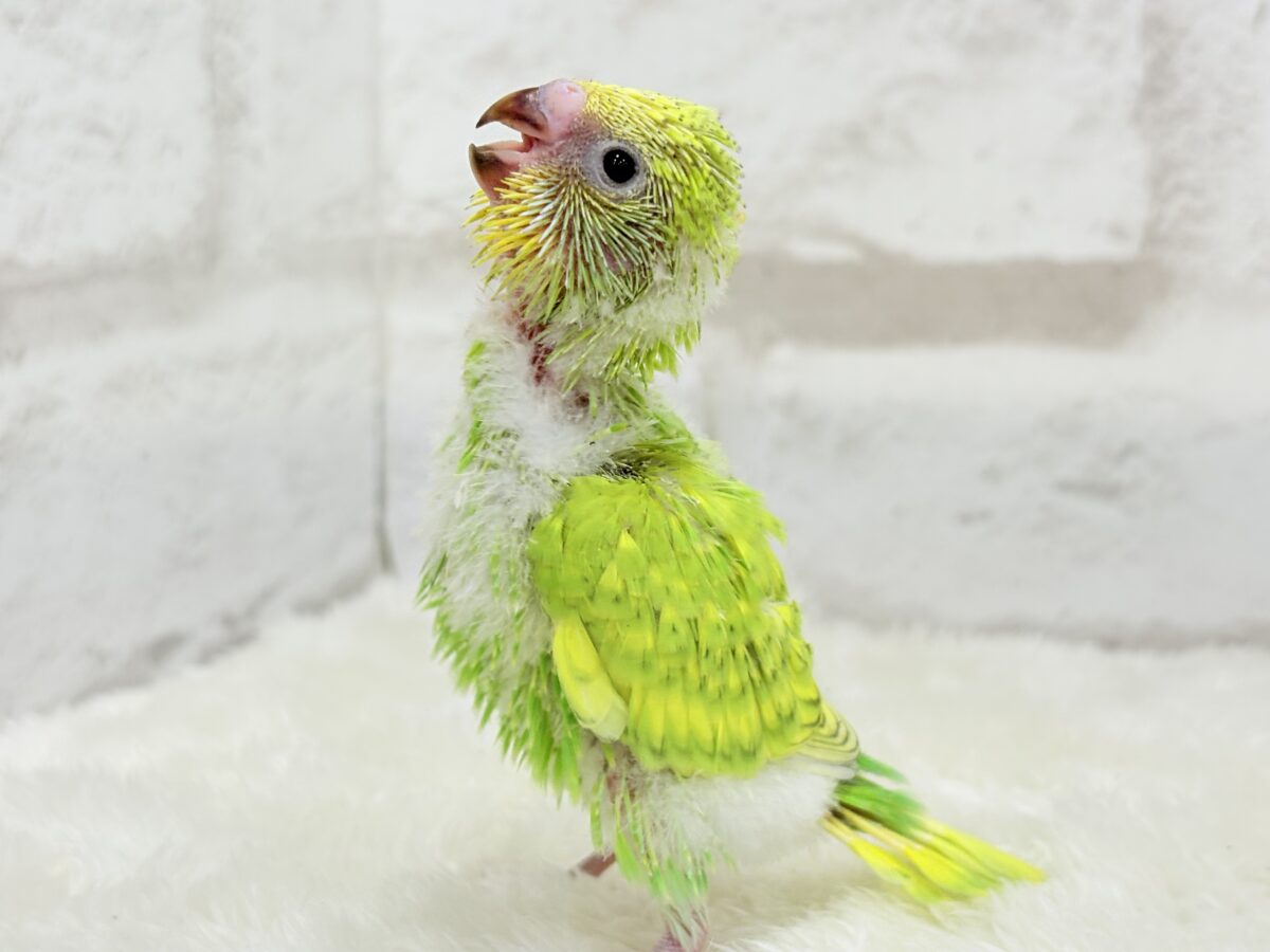 セキセイインコ