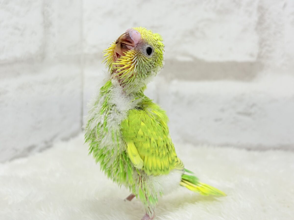 セキセイインコ