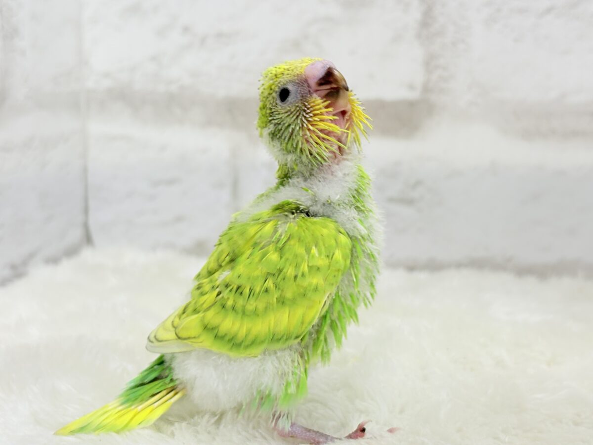 セキセイインコ