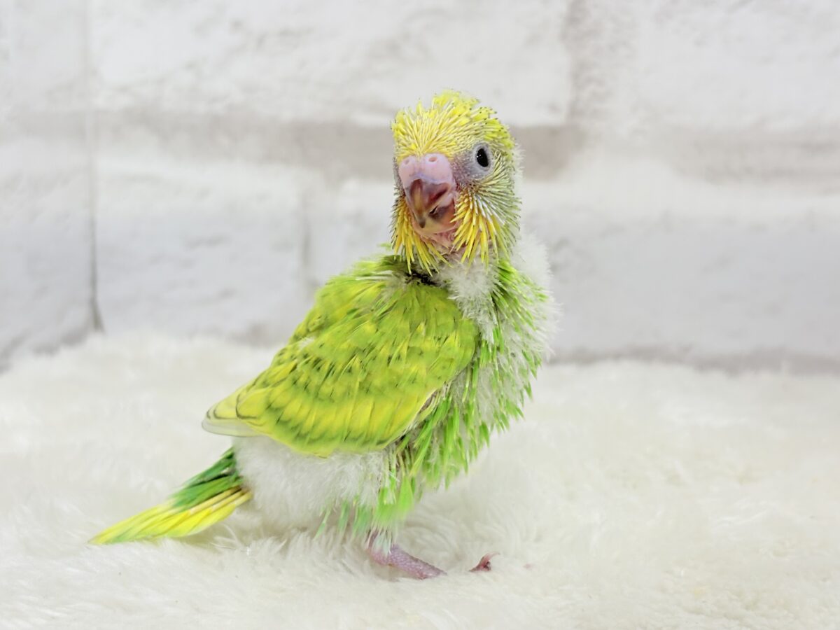 セキセイインコ